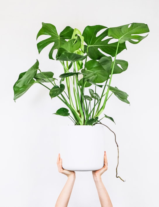 Monstera dubia